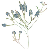 La Botanica V