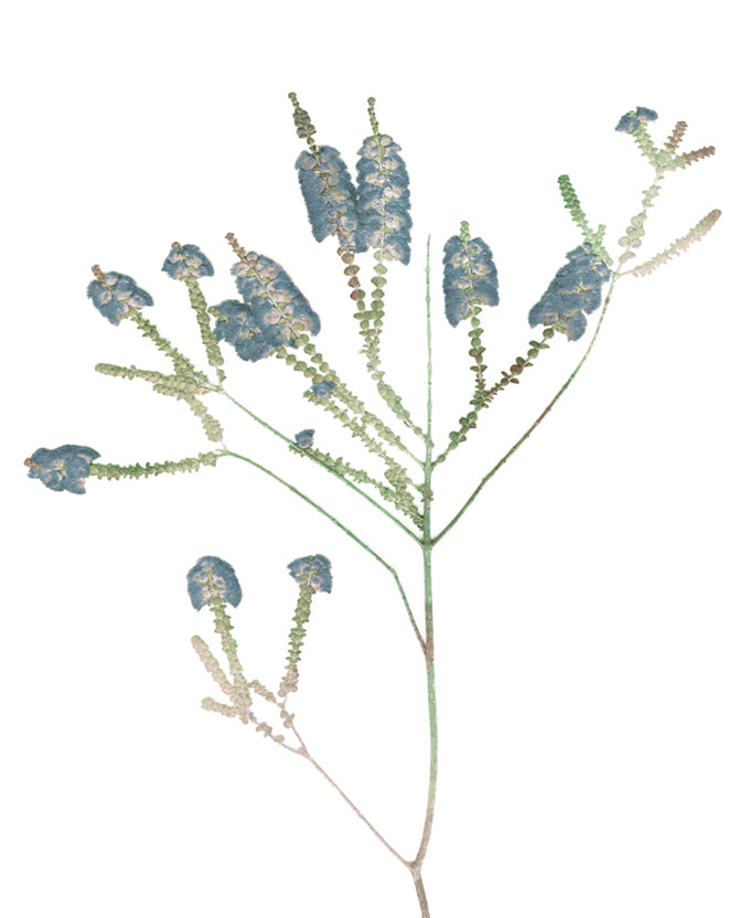 La Botanica V