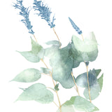 La Botanica VI