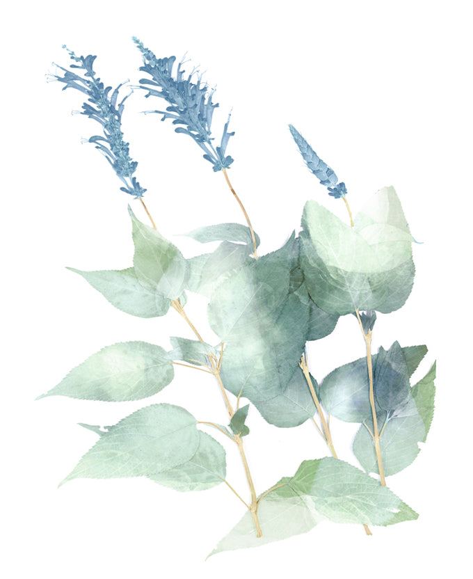 La Botanica VI