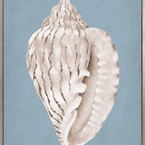 La Mesa Bay Shell IV (Canvas)
