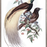 La Romieu Bird II (Canvas)