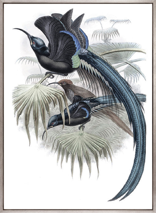 La Romieu Bird III (Canvas)