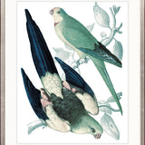 La Romieu Bird V