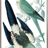 La Romieu Bird V (Canvas)
