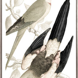 La Romieu Bird VI (Canvas)