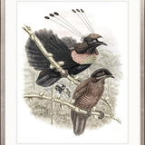 La Romieu Bird VIII