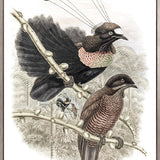 La Romieu Bird VIII (Canvas)