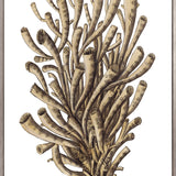 Exotic Coral I (Canvas) Large (903mm W x 1109mm H)