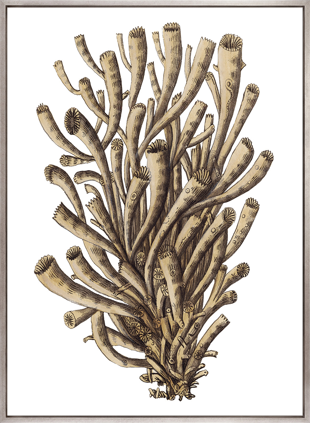 Exotic Coral I (Canvas)