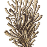 Exotic Coral I (Canvas) Large (903mm W x 1109mm H)