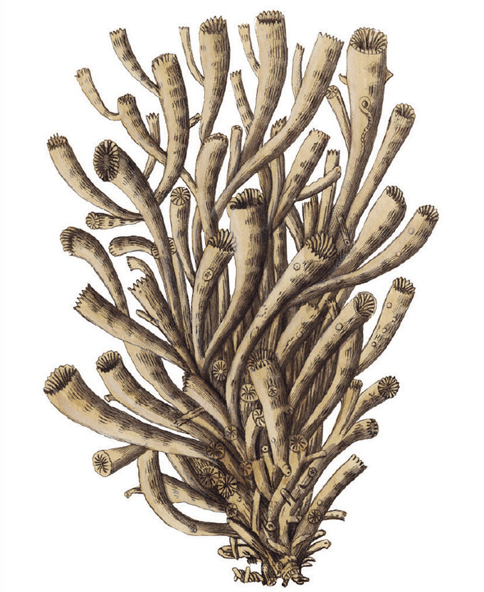 Exotic Coral I (Canvas)