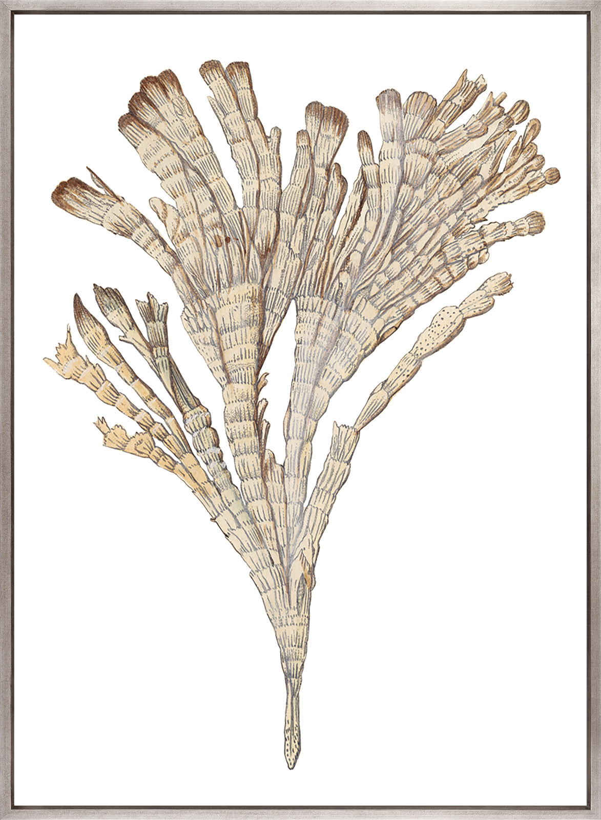 Exotic Coral II (Canvas)