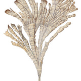 Exotic Coral II (Canvas) Large (903mm W x 1109mm H)