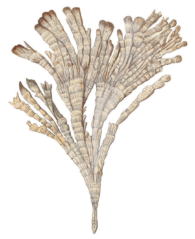 Exotic Coral II (Canvas)