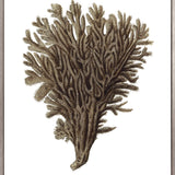 Exotic Coral III (Canvas) Large (903mm W x 1109mm H)