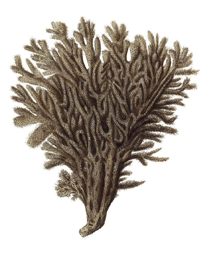 Exotic Coral III (Canvas)