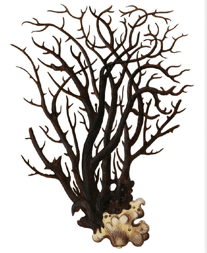 Exotic Coral IV (Canvas)