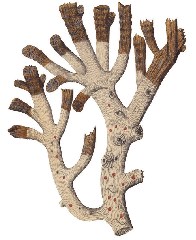 Exotic Coral V (Canvas)