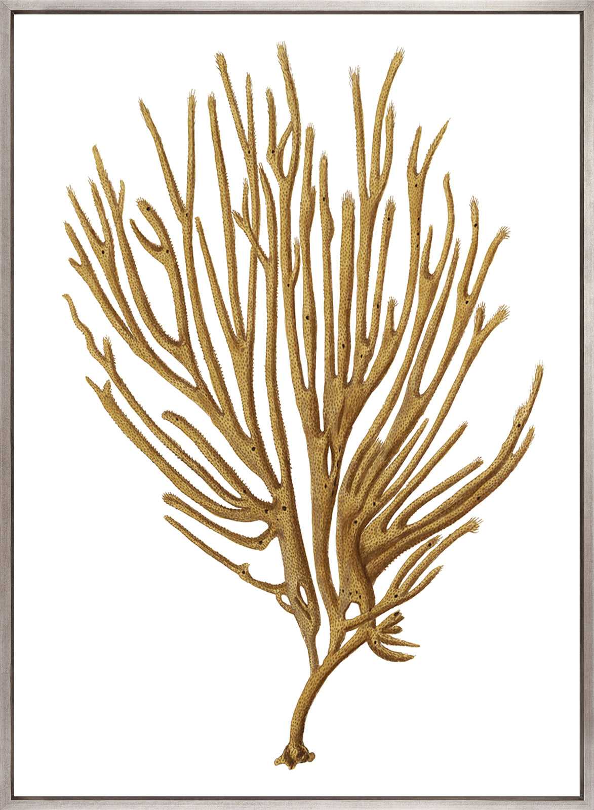 Exotic Coral VI (Canvas)