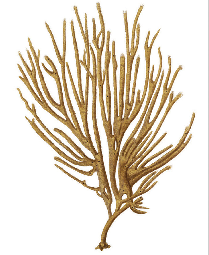 Exotic Coral VI (Canvas)