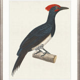 Enchanted Forest Bird VIII