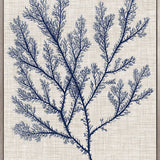 Delicate Seaweed I (Canvas) Large (903mm W x 1109mm H)