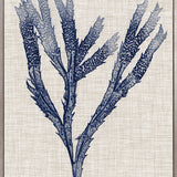 Delicate Seaweed II (Canvas) Large (903mm W x 1109mm H)