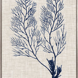 Delicate Seaweed IV (Canvas) Large (903mm W x 1109mm H)