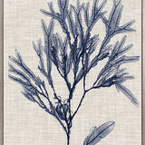 Delicate Seaweed VI (Canvas) Large (903mm W x 1109mm H)