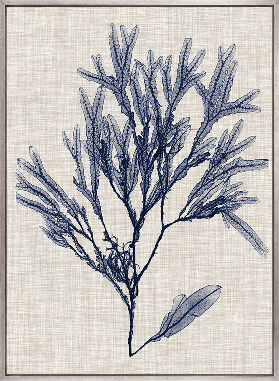 Delicate Seaweed VI (Canvas)