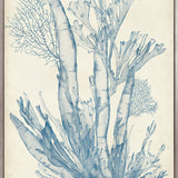 Seaweed Collage I (Pale Blue) (Canvas) Large (903mm W x 1109mm H)