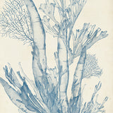 Seaweed Collage I (Pale Blue) (Canvas) Large (903mm W x 1109mm H)