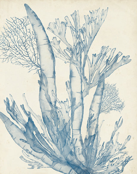 Seaweed Collage I (Pale Blue) (Canvas)