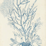 Seaweed Collage II (Pale Blue) (Canvas) Large (903mm W x 1109mm H)