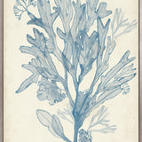 Seaweed Collage III (Pale Blue) (Canvas) Large (903mm W x 1109mm H)