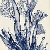 Seaweed Collage IV (Indigo) (Canvas) Large (903mm W x 1109mm H)