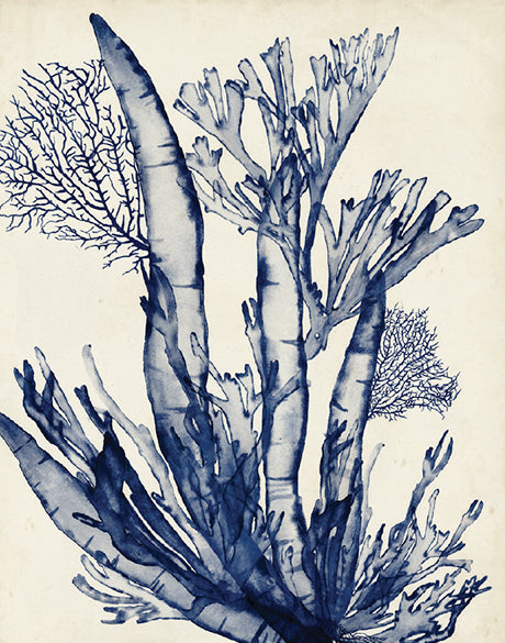 Seaweed Collage IV (Indigo) (Canvas)