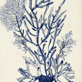 Seaweed Collage V (Indigo) (Canvas) Large (903mm W x 1109mm H)