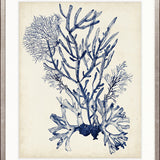 Seaweed Collage V (Indigo)
