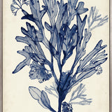 Seaweed Collage VI (Indigo) (Canvas) Large (903mm W x 1109mm H)