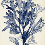 Seaweed Collage VI (Indigo) (Canvas) Large (903mm W x 1109mm H)