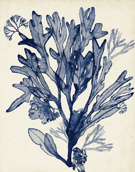 Seaweed Collage VI (Indigo) (Canvas)