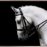 Equestre III (Canvas)