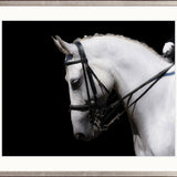Equestre III