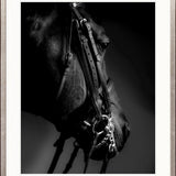 Les Chevaux IV