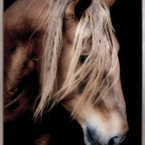 Equestre VI (Canvas)