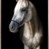 Les Chevaux XV (Canvas)