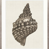 Black & White Shell I