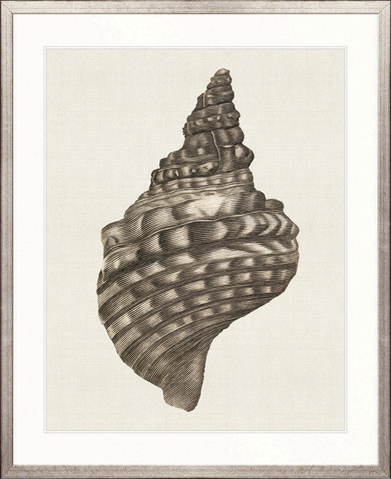 Black & White Shell I